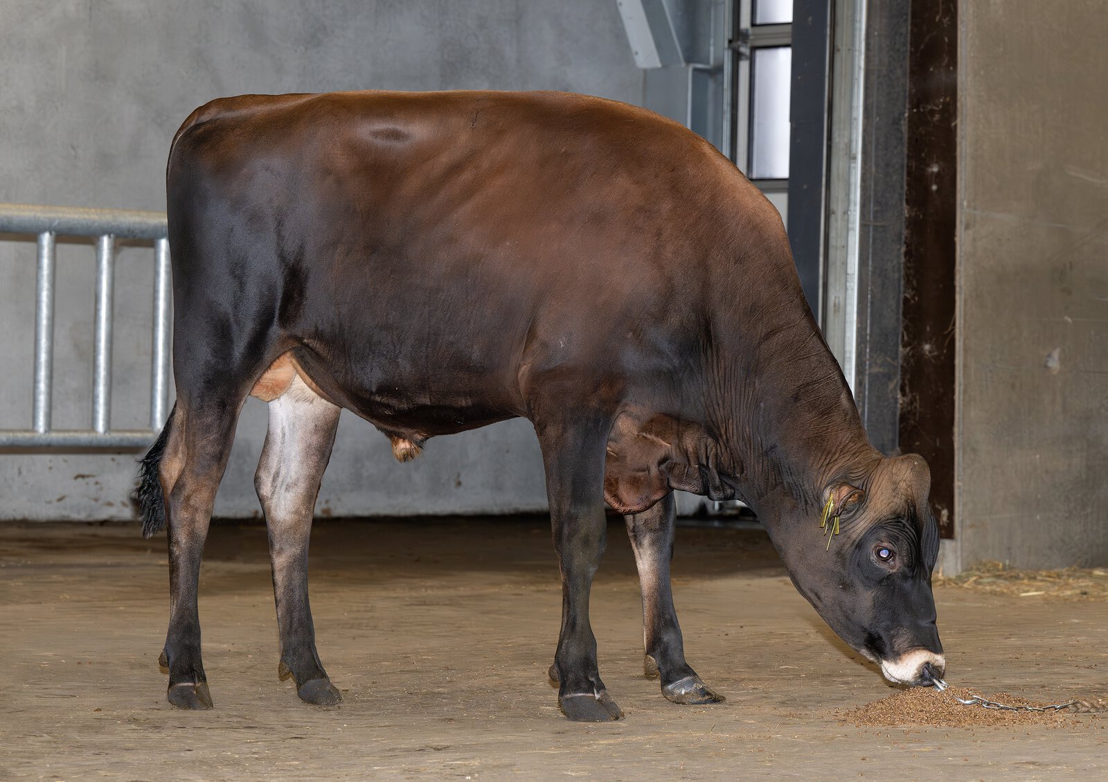 Bull