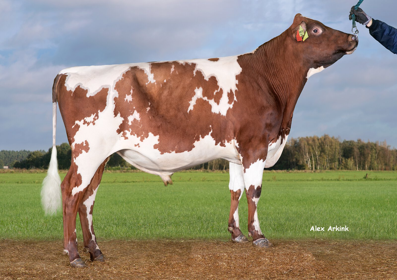 Bull