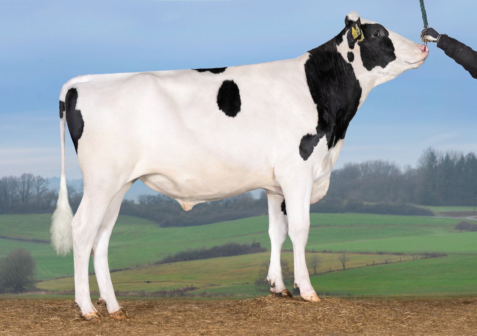 Bull