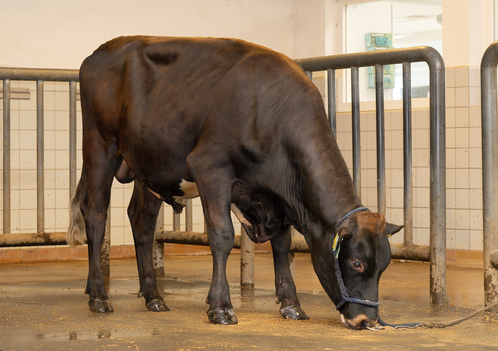 Bull