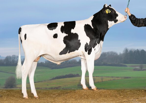 High solids production • Easy to manage • Excellent hoof health  • Teat length and placement where you need them to be