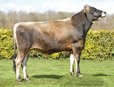 Jersey bull on sale