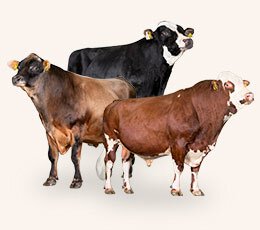 Holstein, Jersey and VikingRed bulls