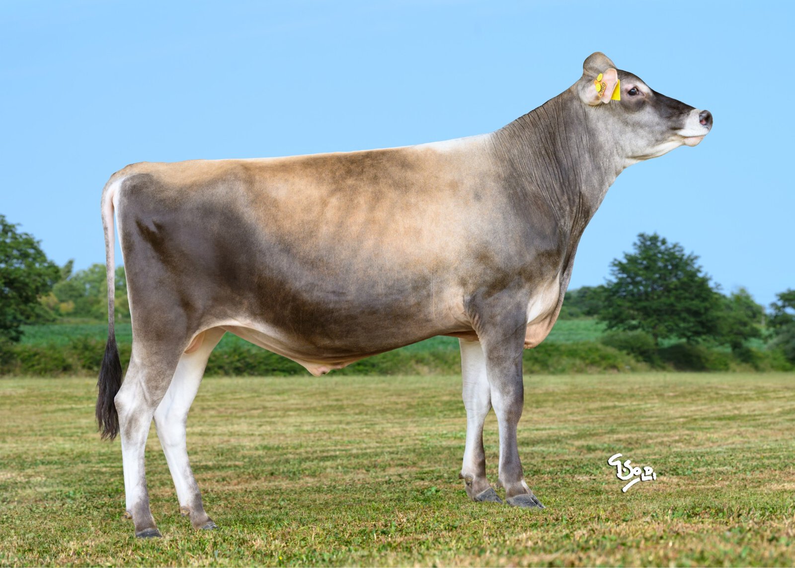 Bull