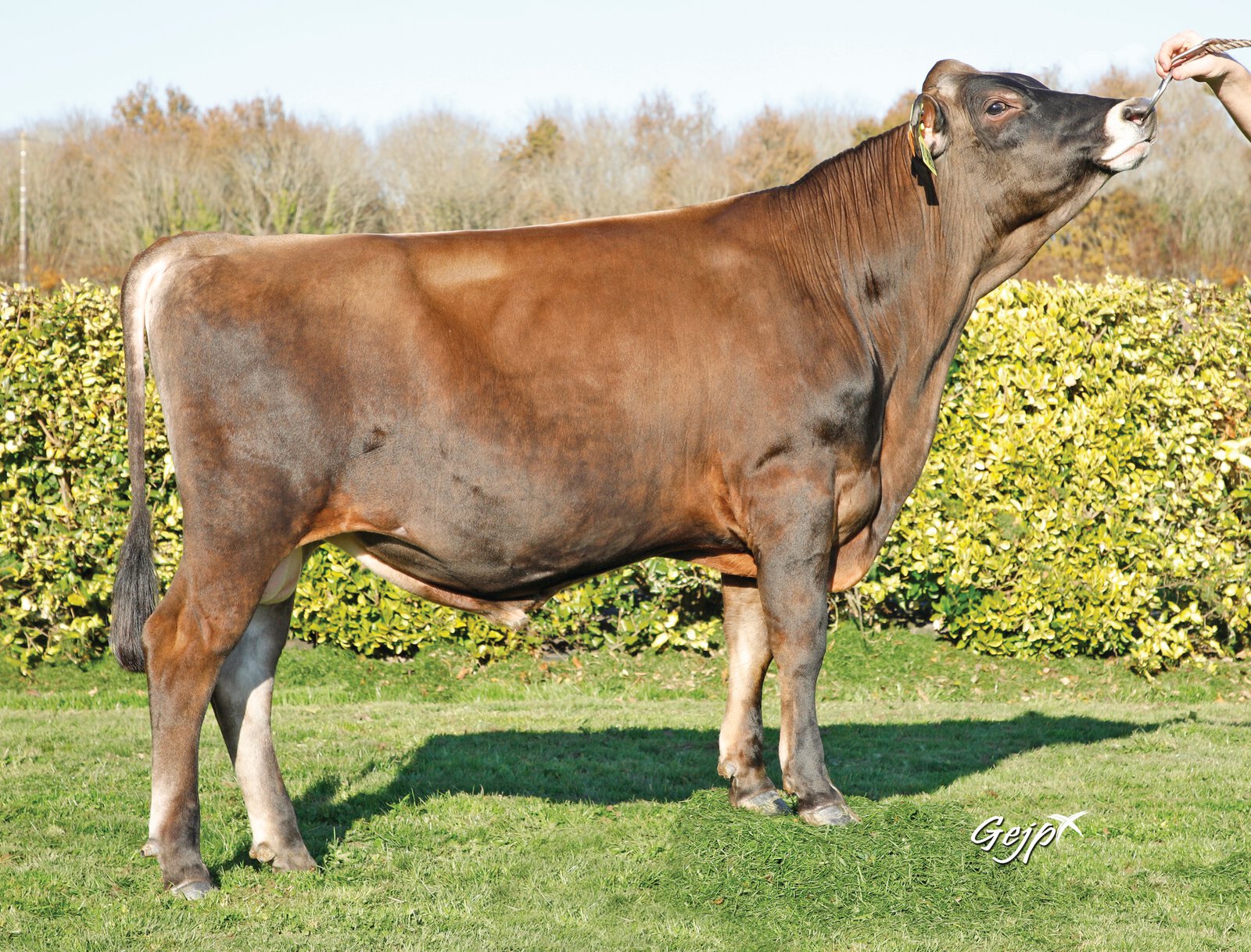 Bull