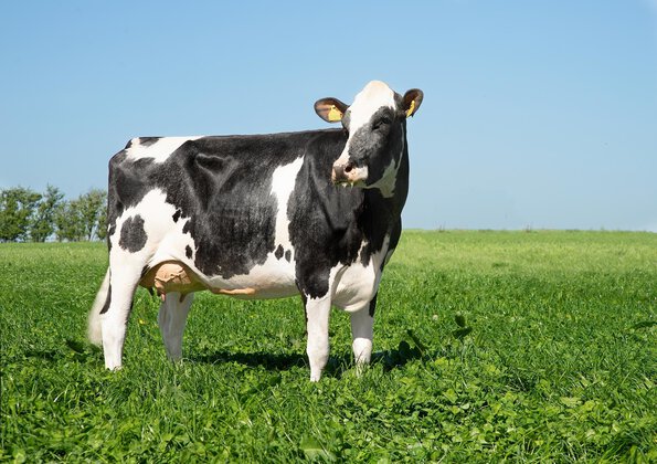 Excellent daughter fertility • Proven calving ease • Strong ASI, Dairy strength, Likability
