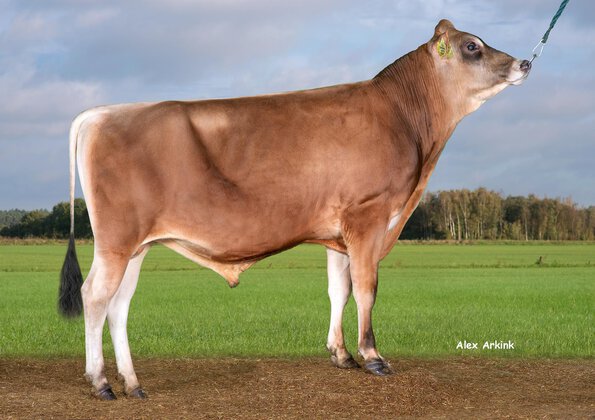 High production of milk and solids • High feed efficiency • Strong health