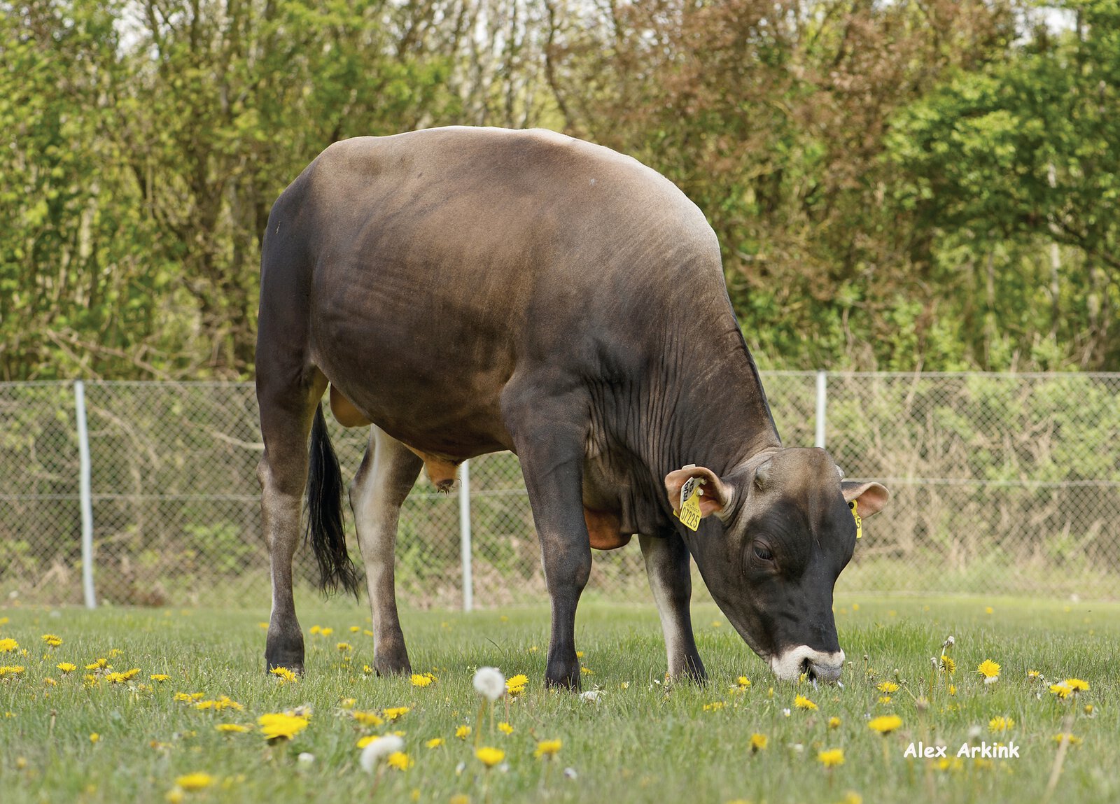 Toro