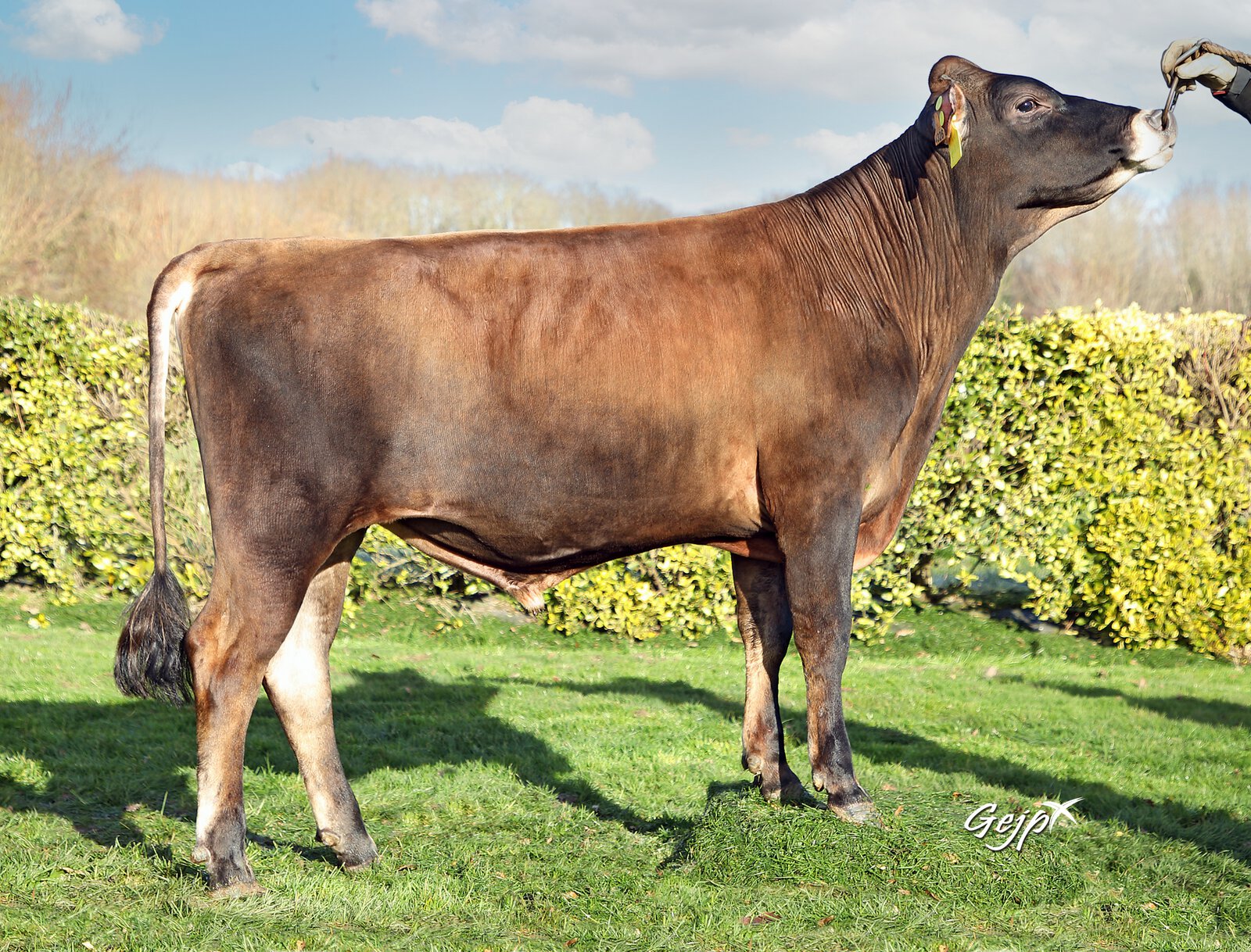 Bull