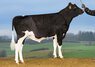 Bull