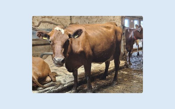 VikingRed daughter in Sara Karvanen's herd, Finland