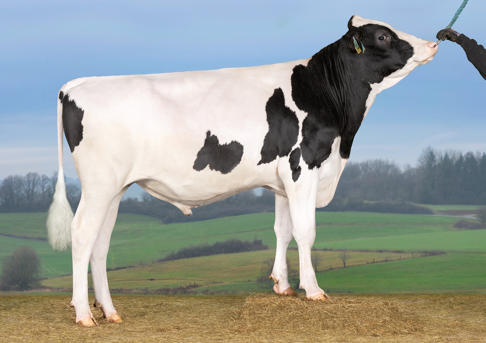Bull