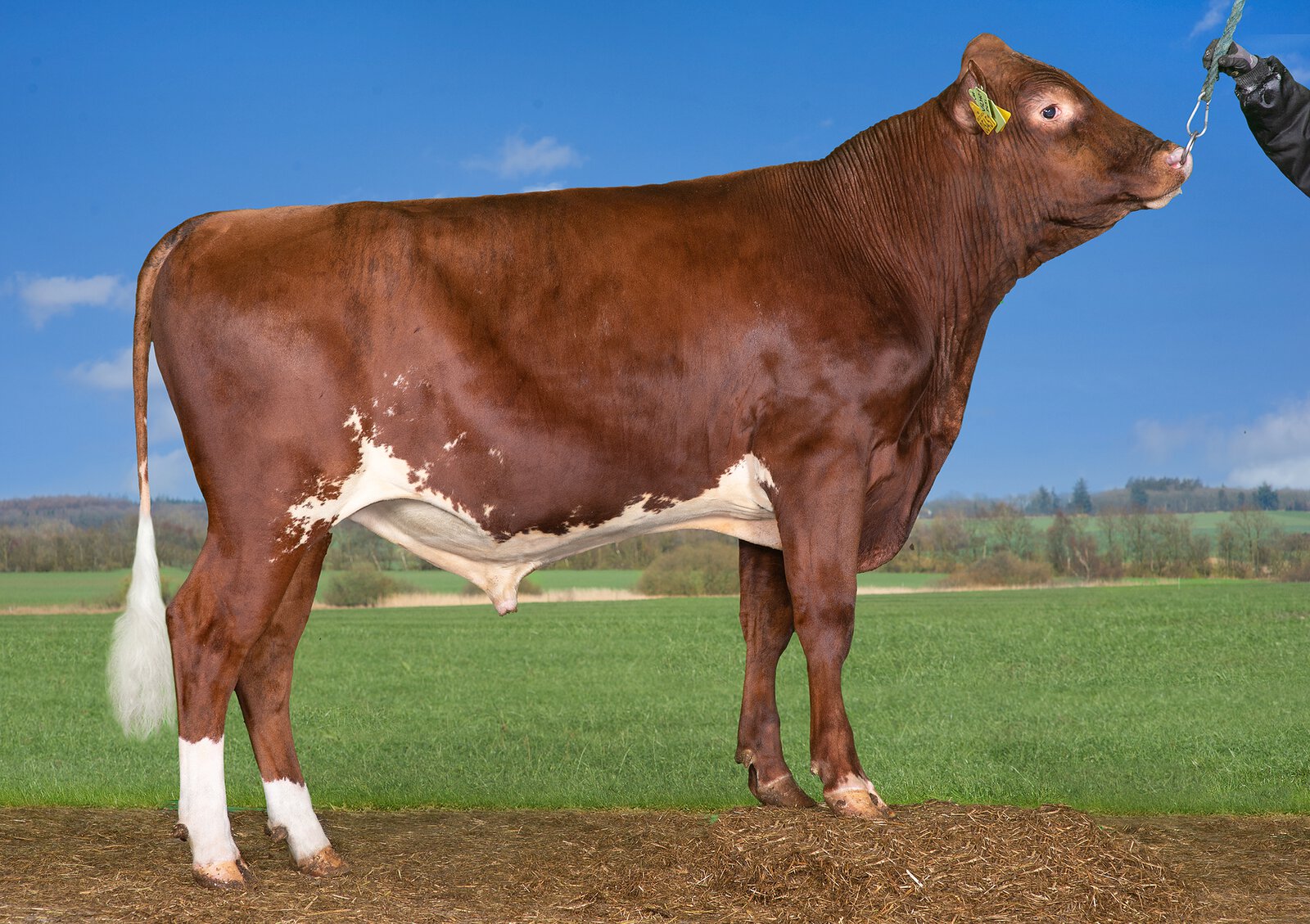 Bull