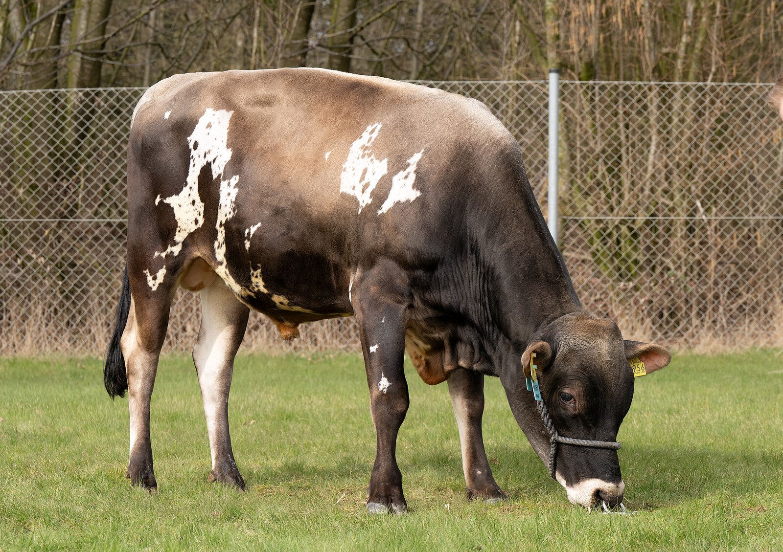 Bull