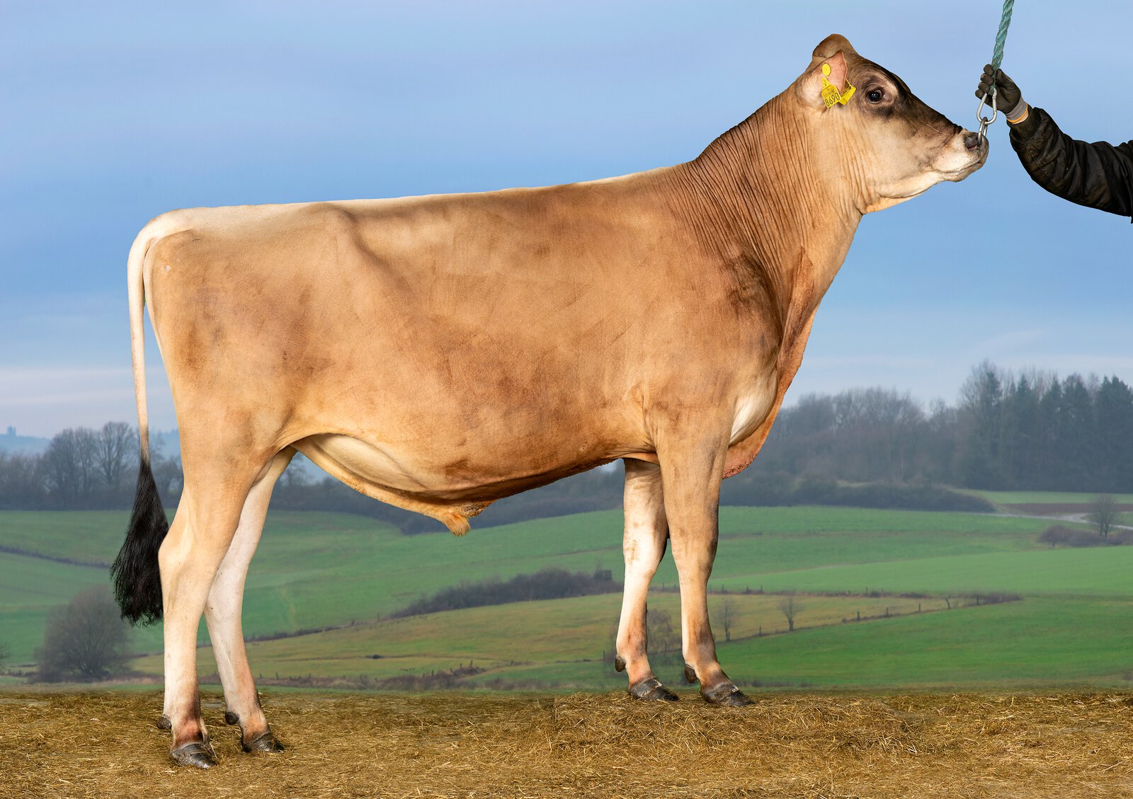 Bull