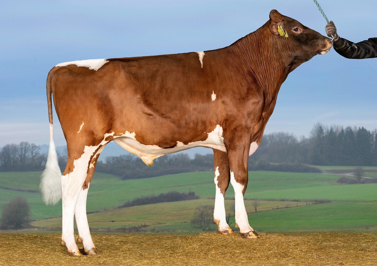 Bull