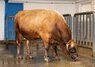 Bull