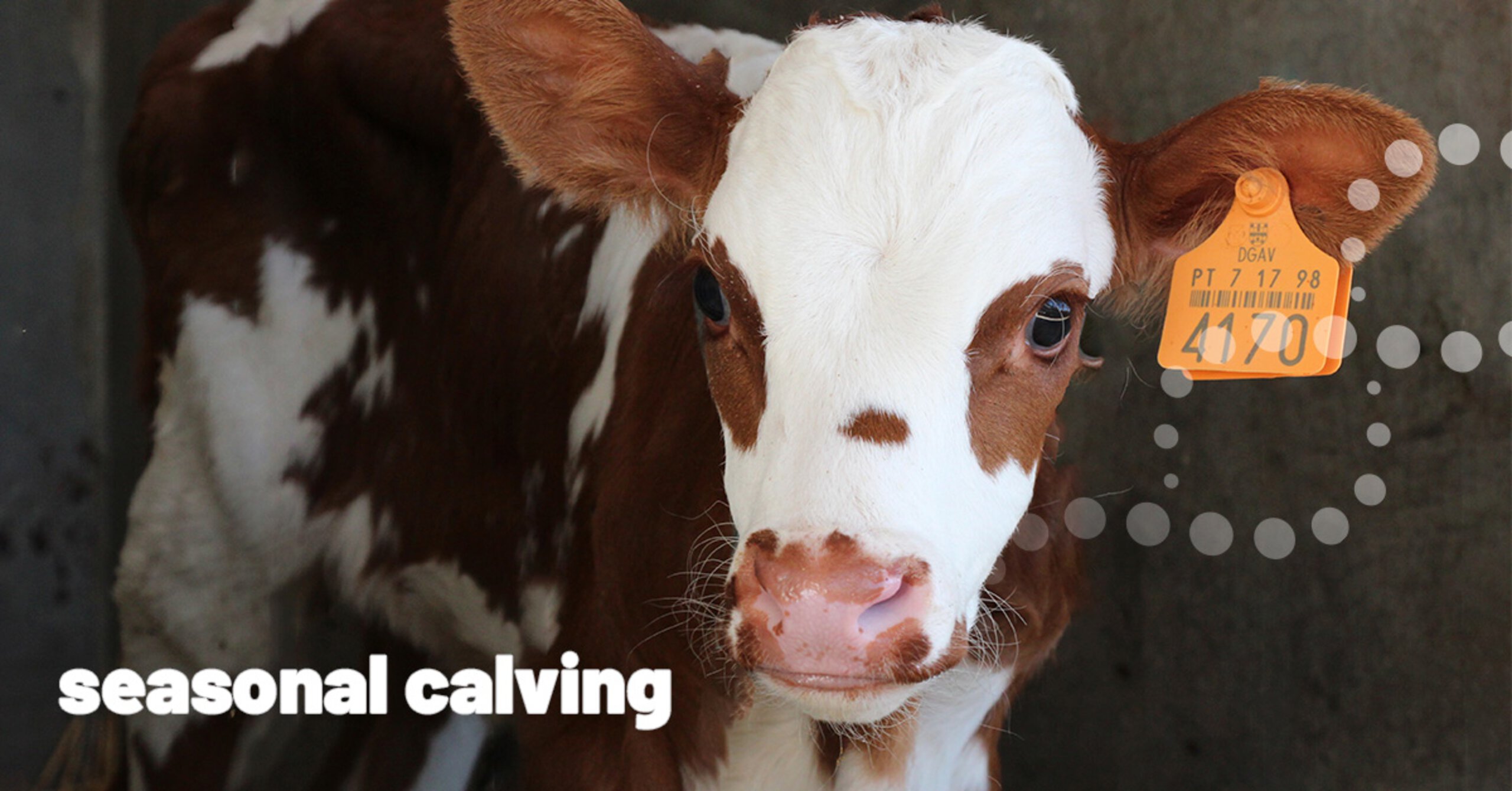 Fertile, longliving cows for seasonal calving