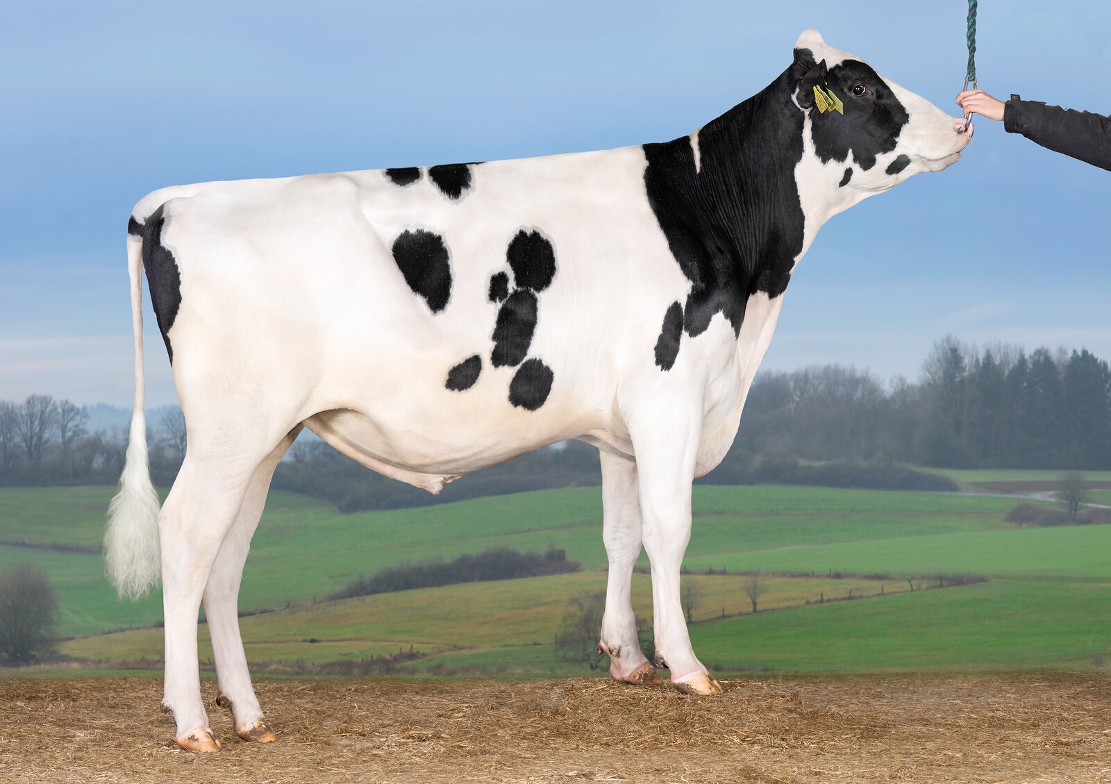 Bull