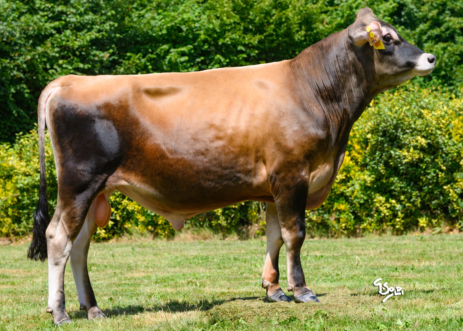 Bull