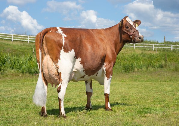 VR Vesty daughter 6212