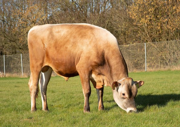 High solids production • High feed efficiency • Great udders