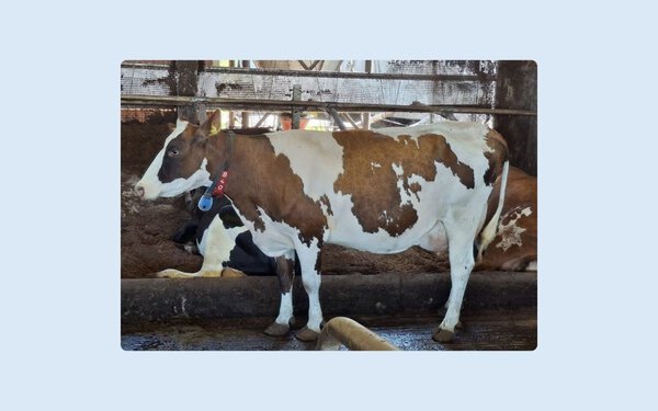 VikingRed daughter in Riku Tella's herd 