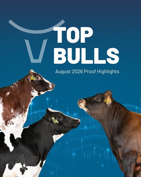 The top VikingGenetics bulls