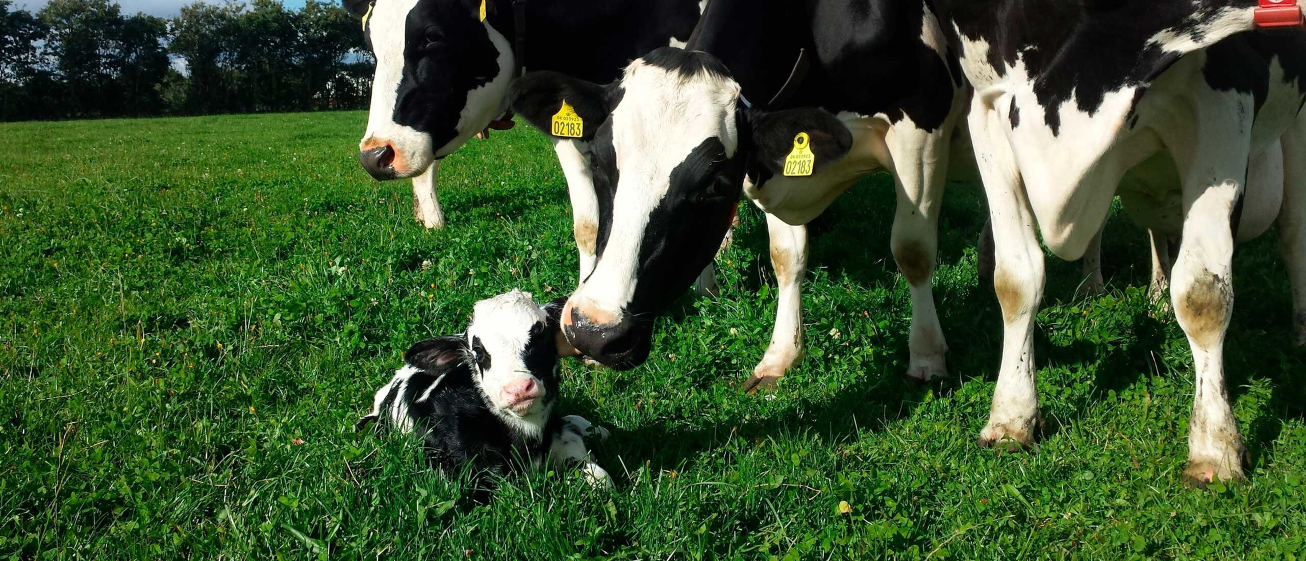 Fertile, longliving cows for seasonal calving