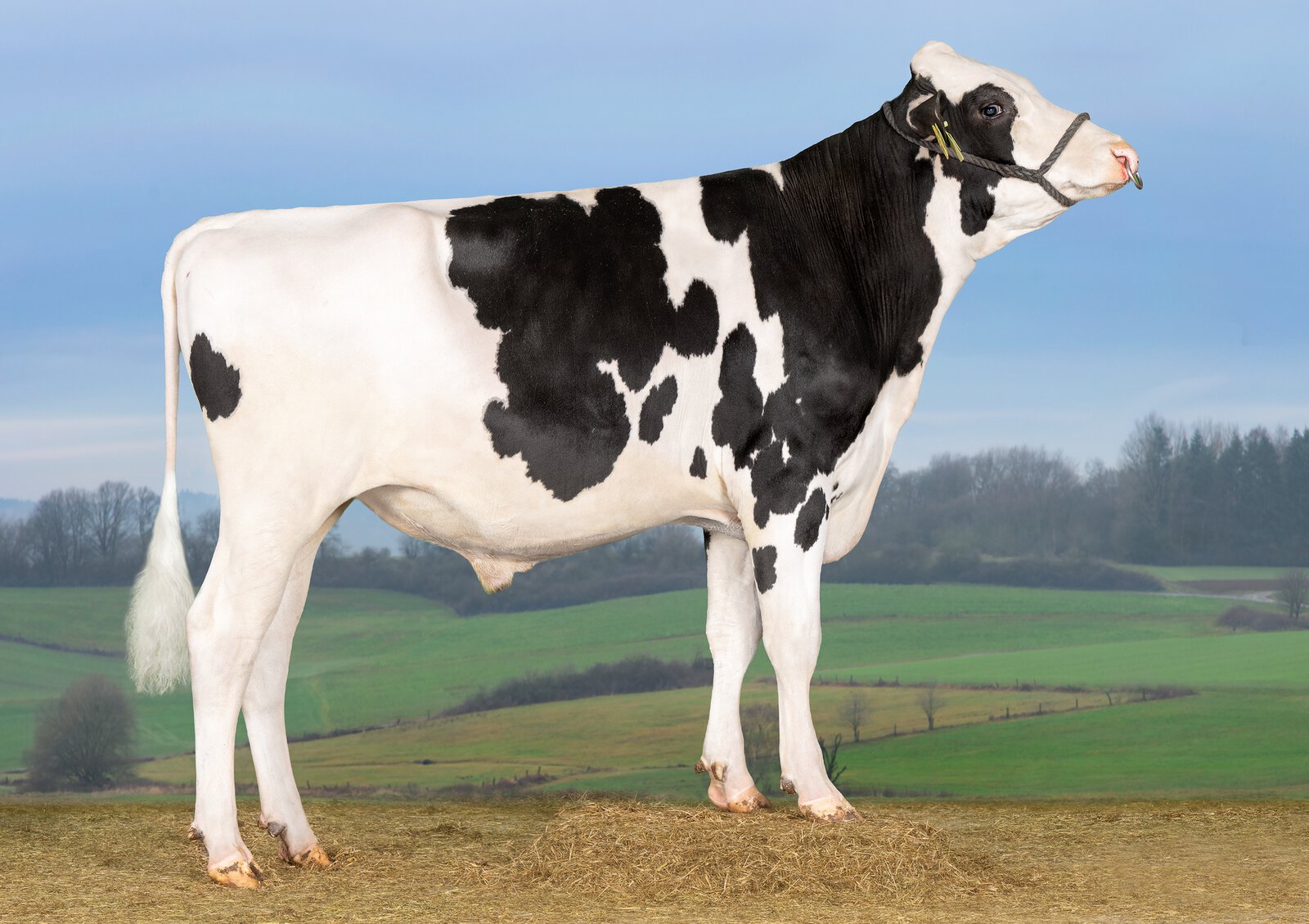 Bull