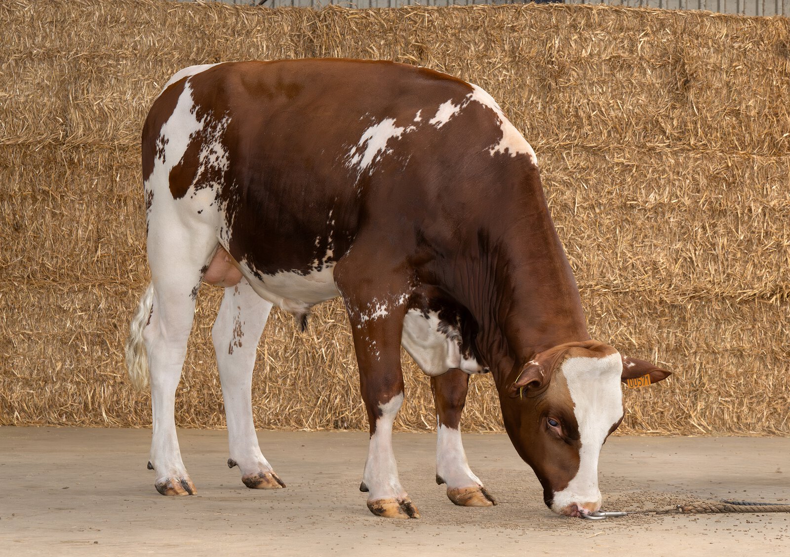 Bull