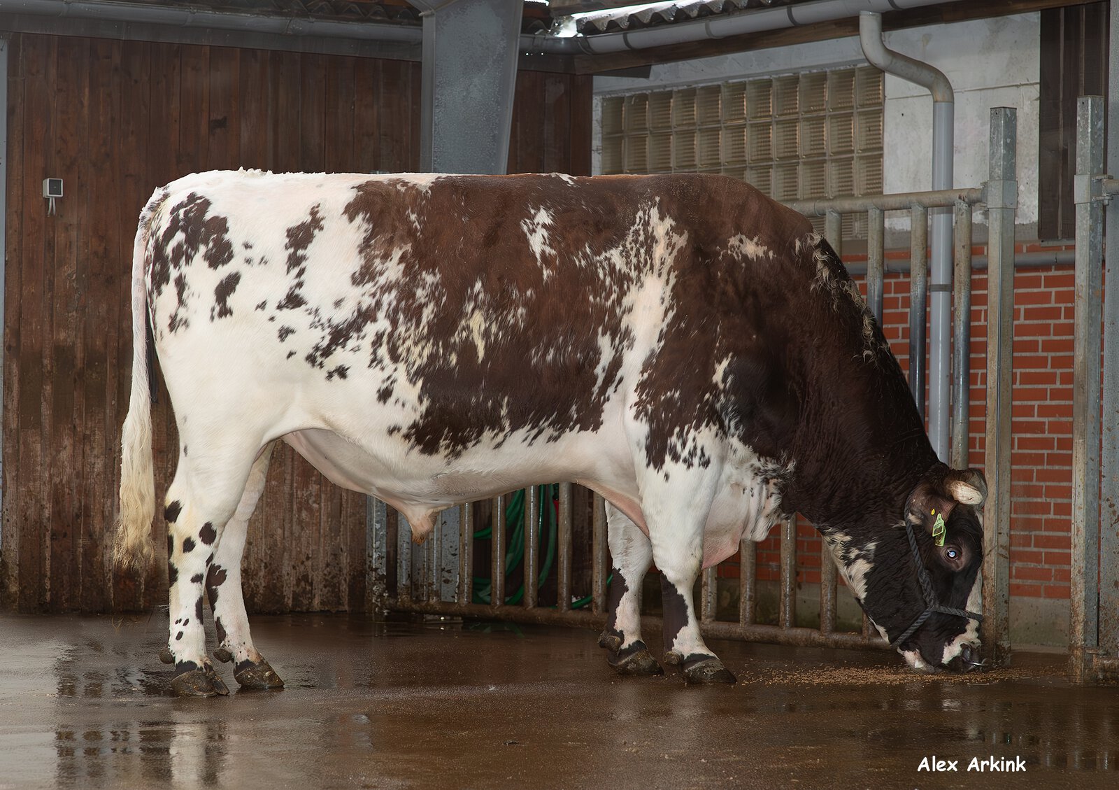 Bull