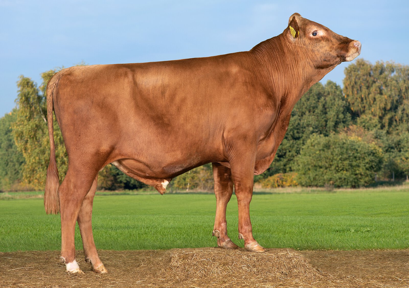 Bull