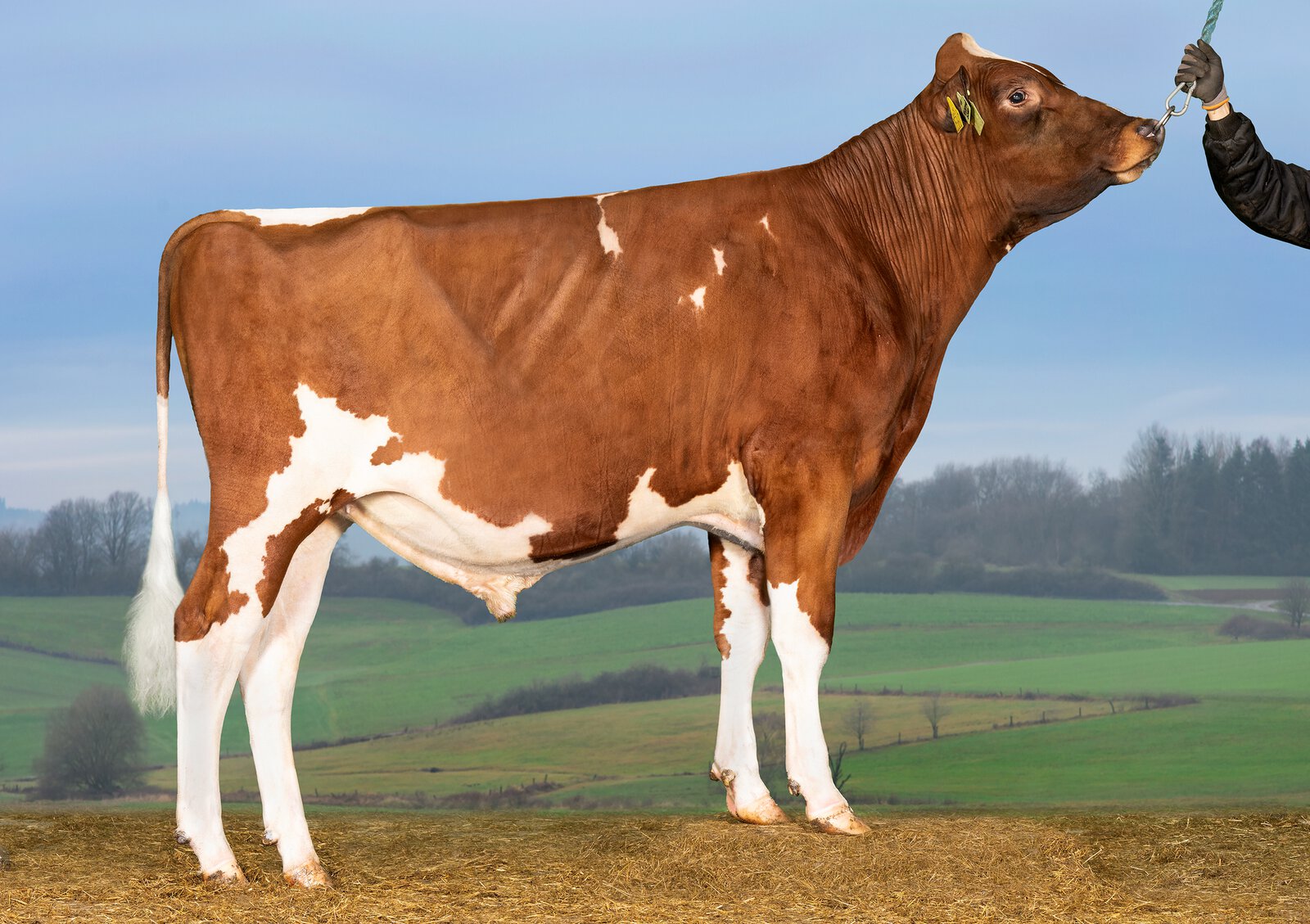 Bull
