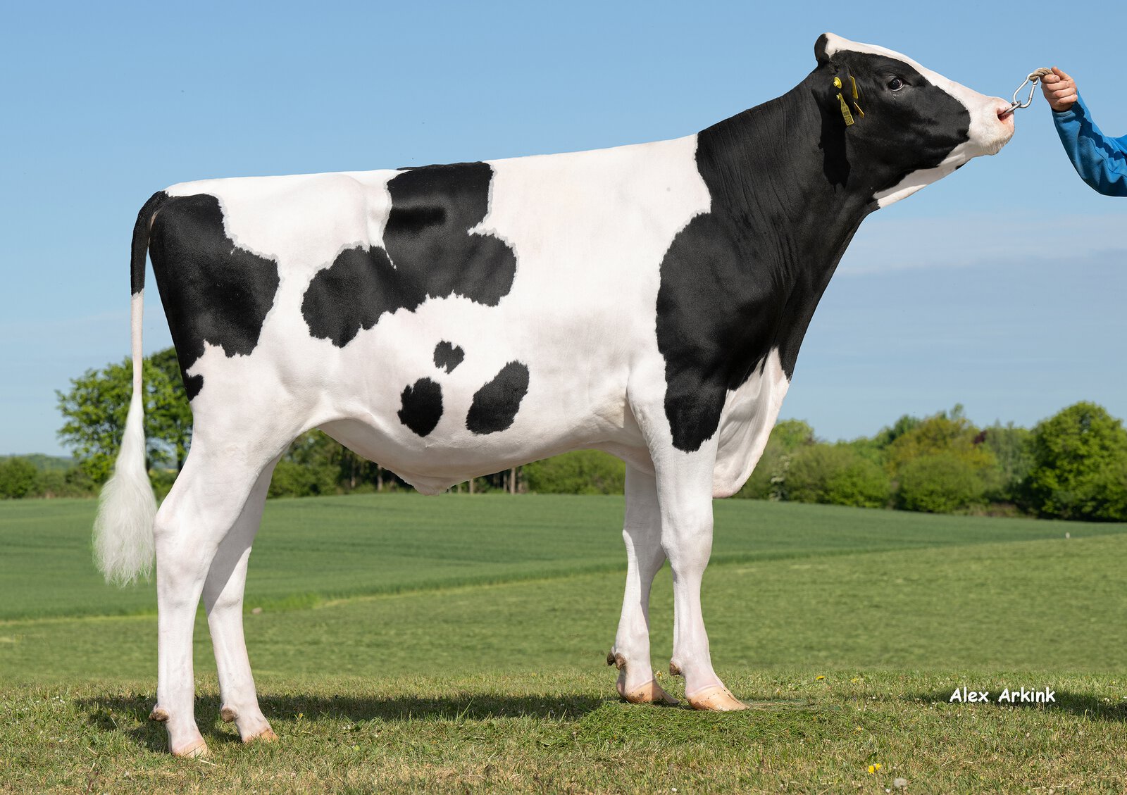 Bull