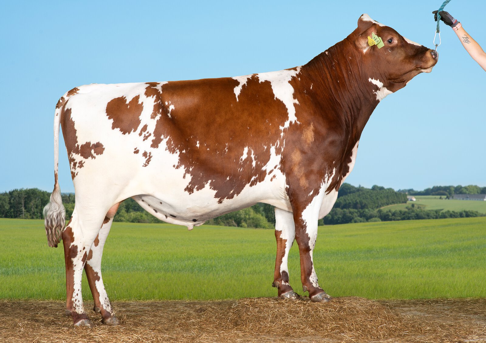 Bull
