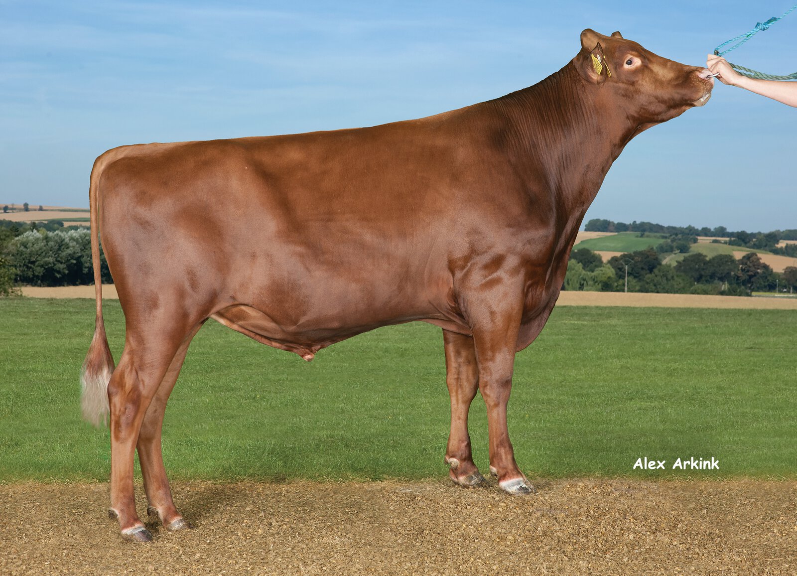 Bull