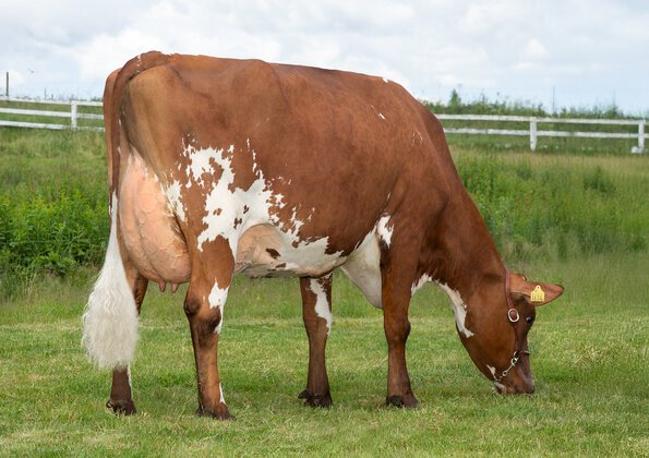 VR Vesty daughter 6345