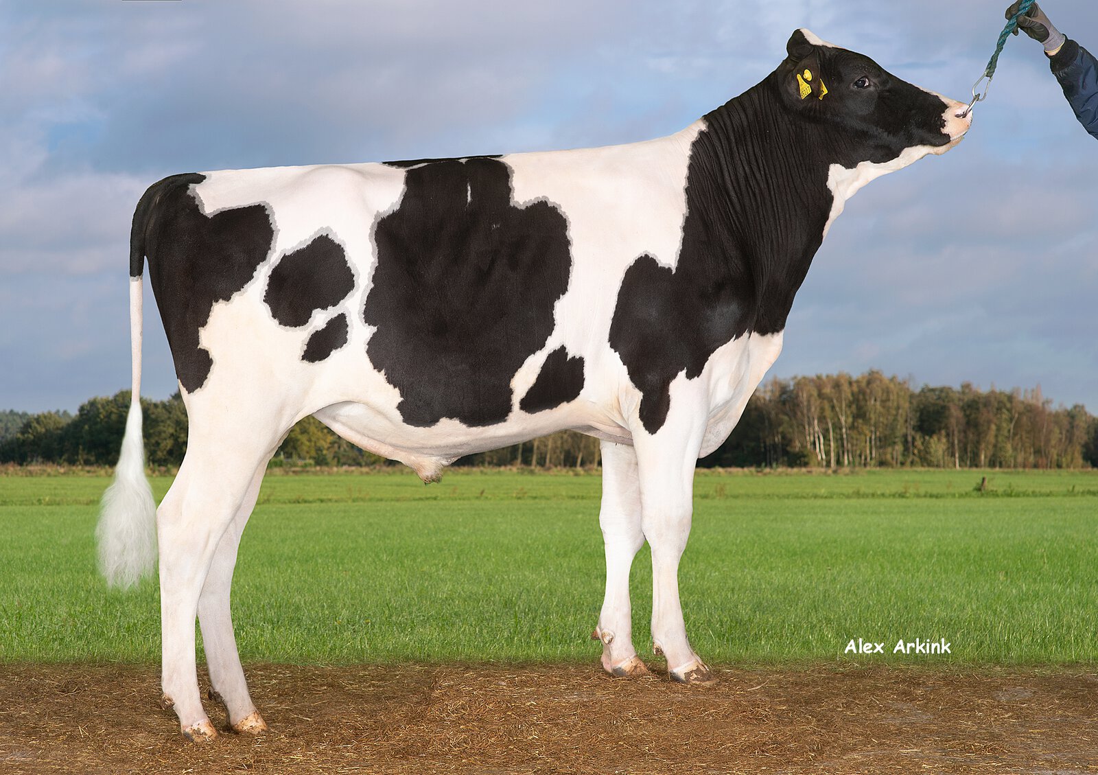Bull