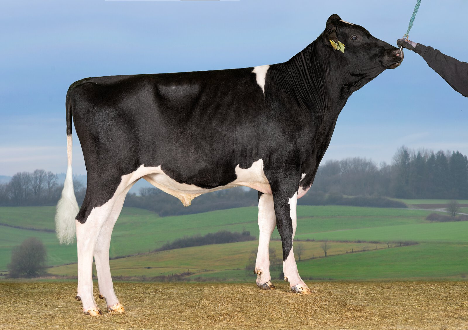 Bull