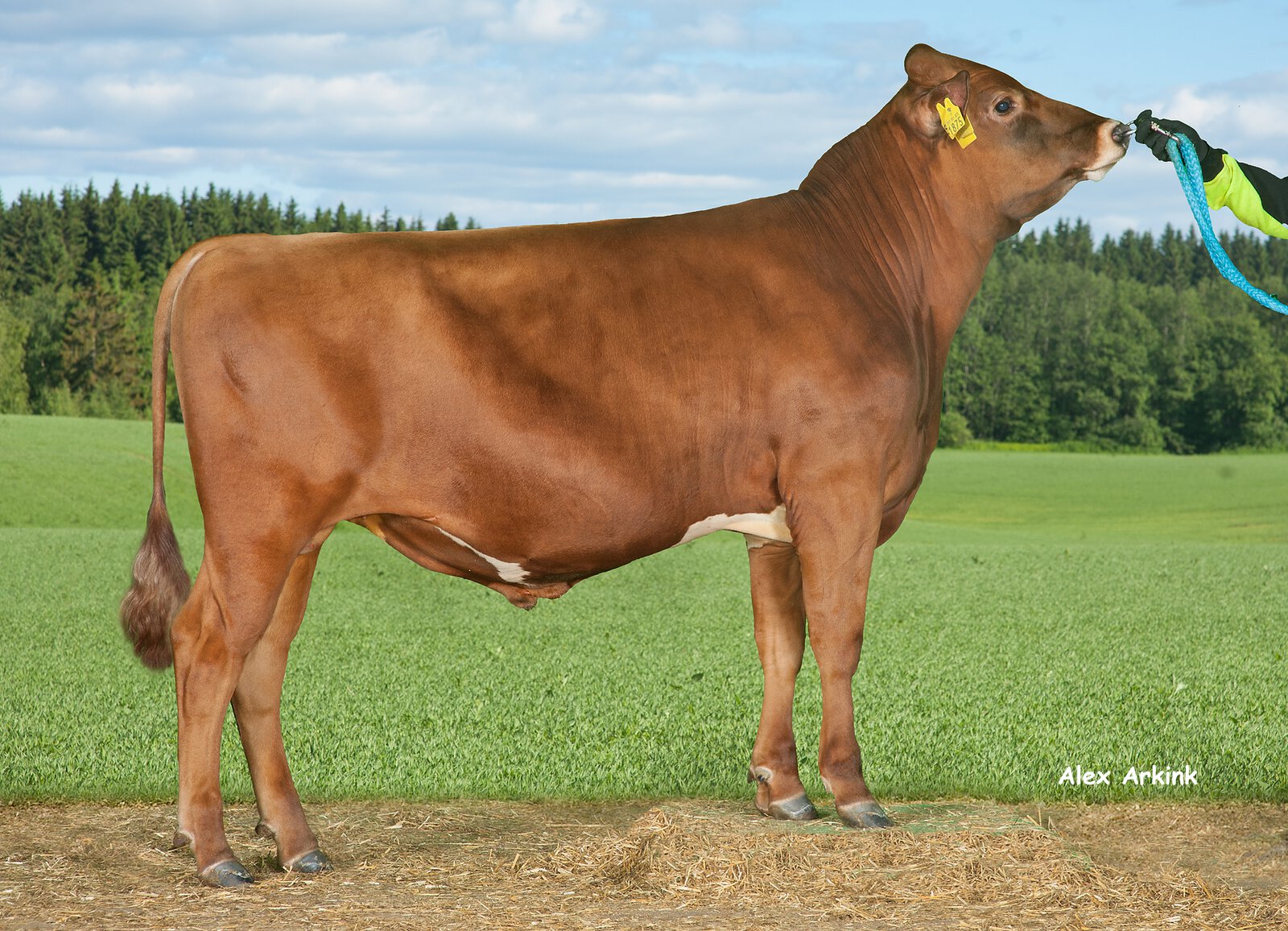 Bull