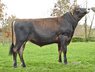 Bull