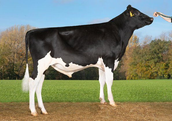 High production of solids • Excellent udder health • Teat placement and length contributing to cow likability