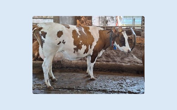VikingRed daughter in Riku Tella's herd 