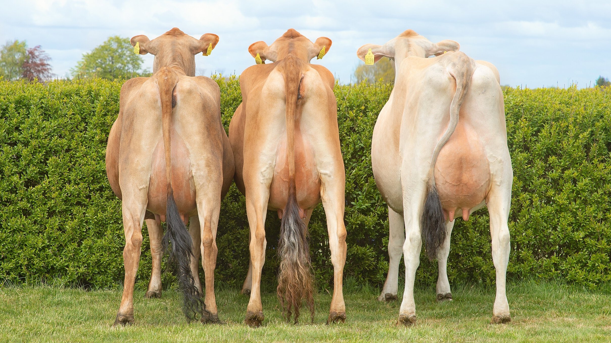 how-to-improve-udder-health-on-dairy-cattle-with-vikinggenetics