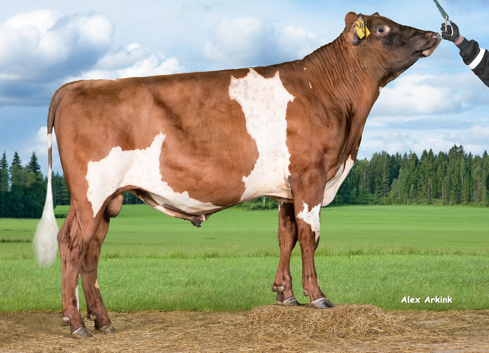 Bull