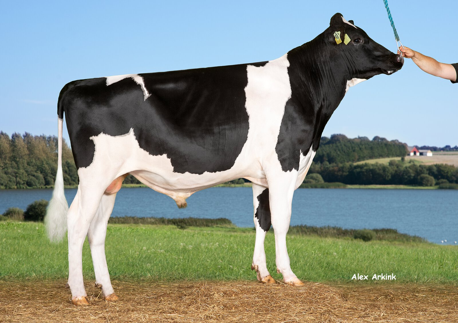 Bull