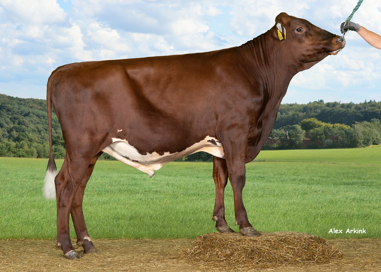 Bull
