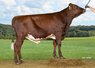 Bull