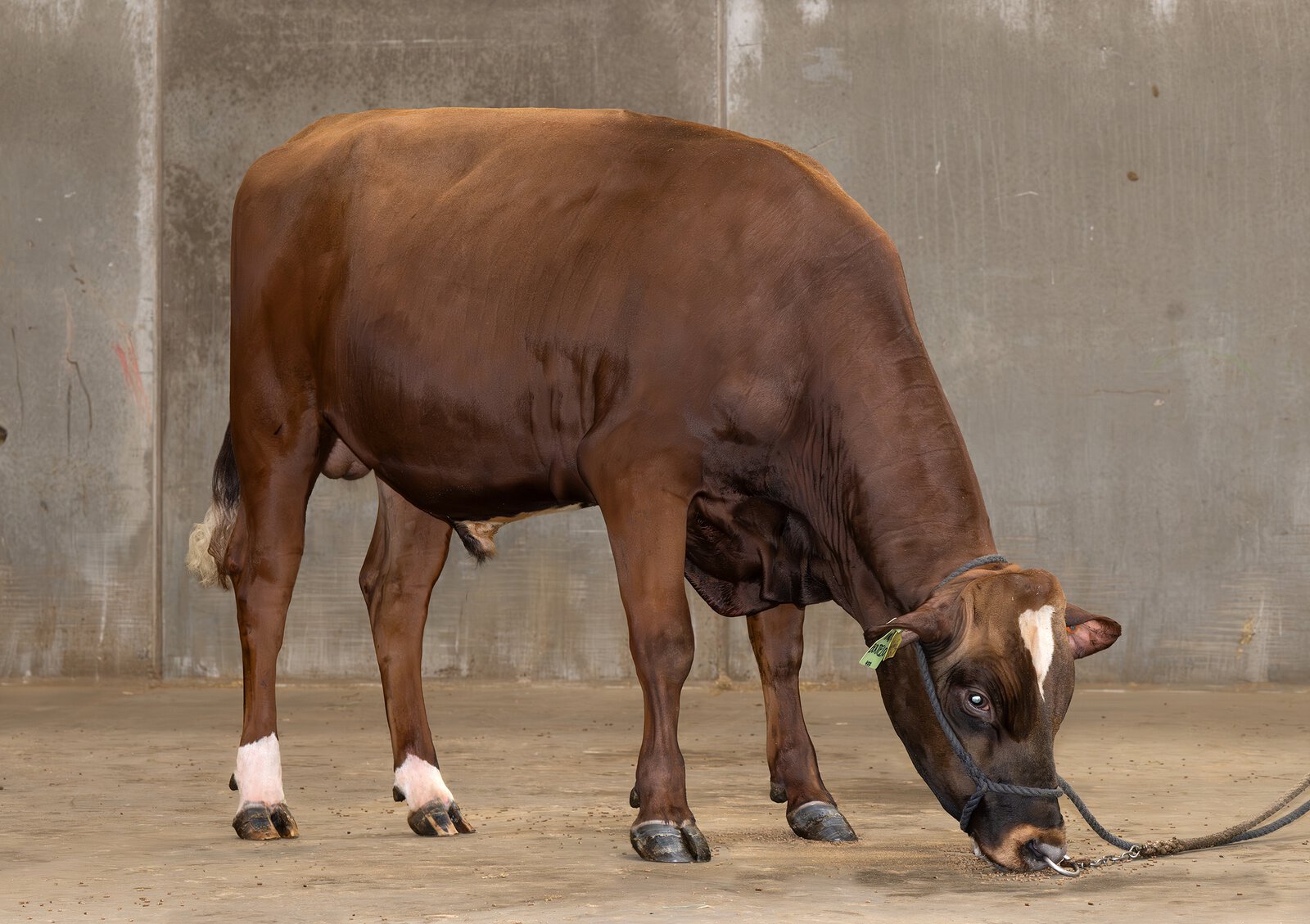 Bull